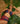 Crimson Cascade-Twist Swim Set